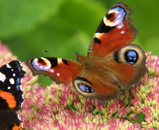 Peacock Butterfly 9A71D-12.JPG